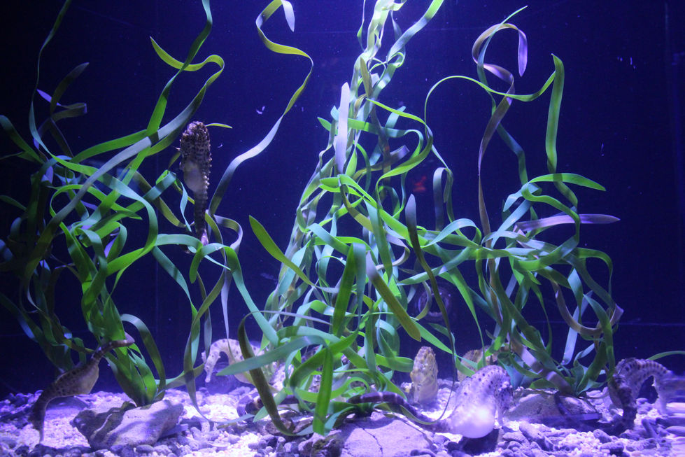 Sea Life de Königswinter (1)