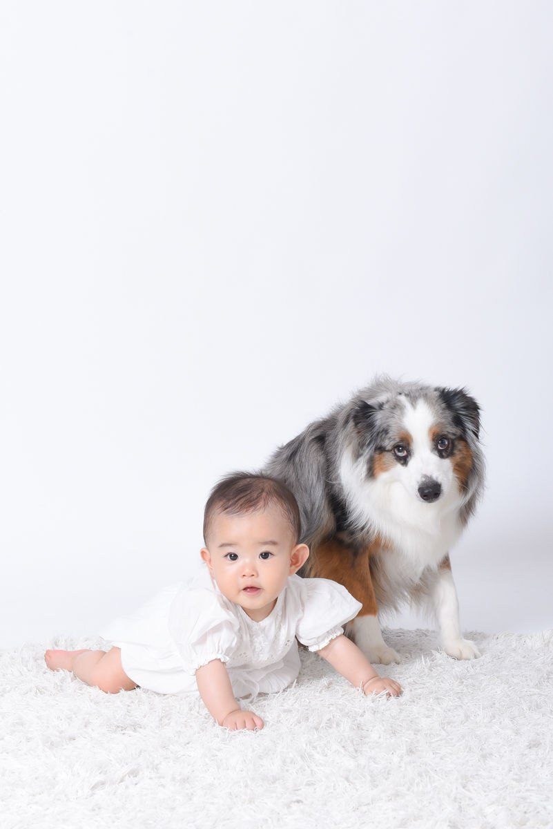 月島のフォトスタジオで撮影した赤ちゃんと犬