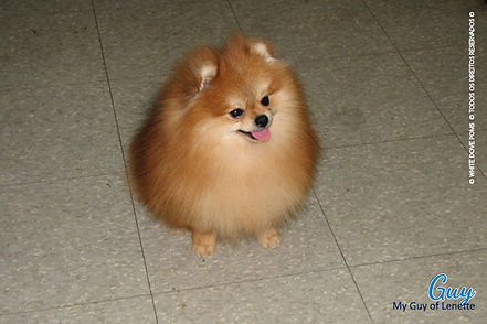 White Dove Poms - My Guy of Lenette "Guy"