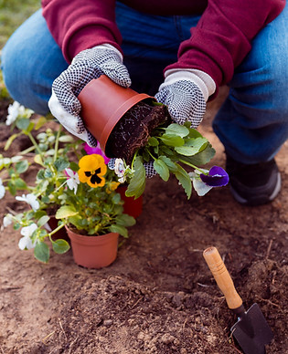 close-up-gardener-planting-flowers-soil.jpg
