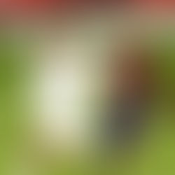 𝐕𝐀𝐑𝐀𝐍𝐄, 𝐁𝐋𝐀𝐍𝐂𝐎 𝐎 𝐑𝐎𝐉𝐎?