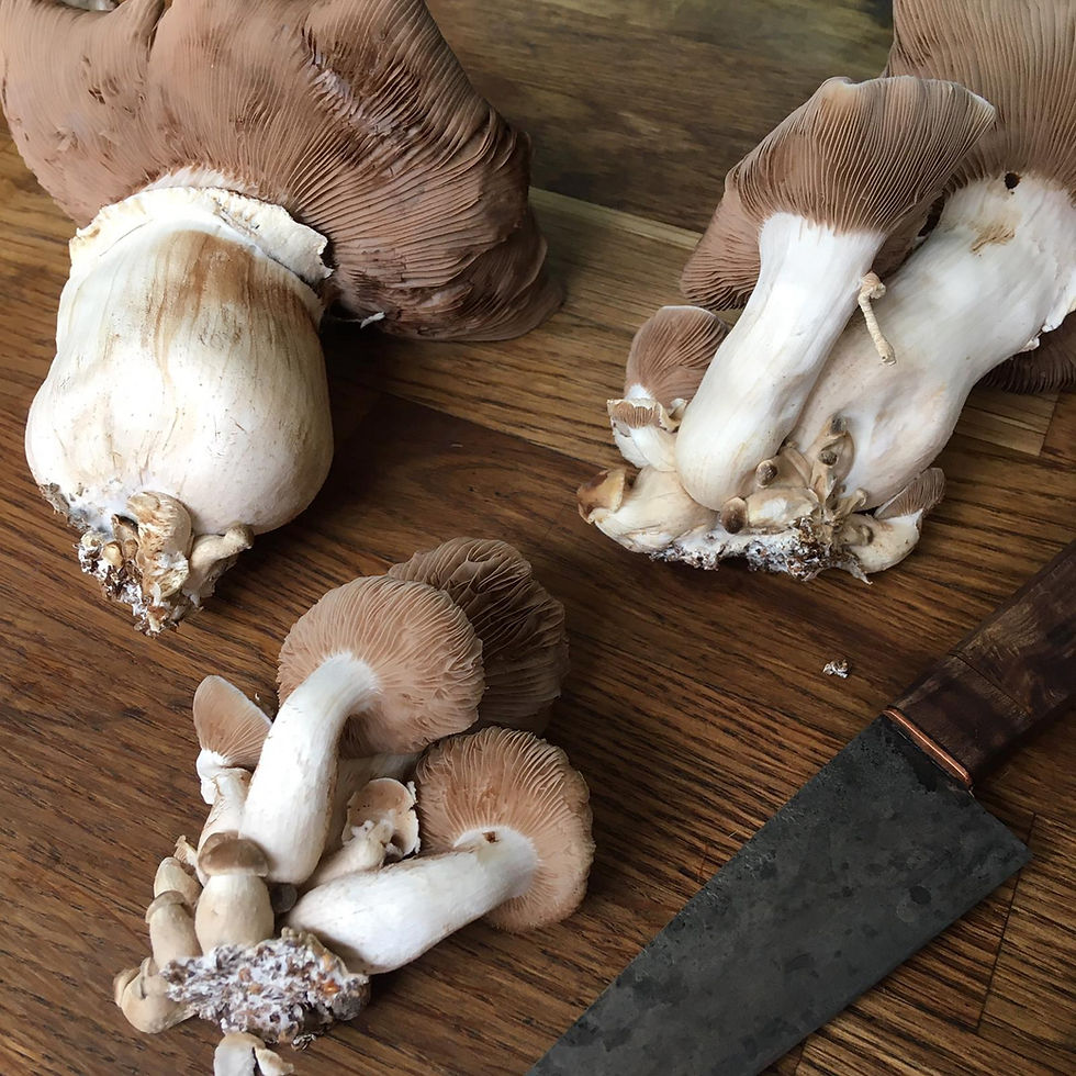 Thumbnail: Poplar Fieldcap (AKA Pioppino) Ready-To-Grow Kit