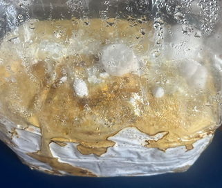 Pinning Reishi from customer_edited.png