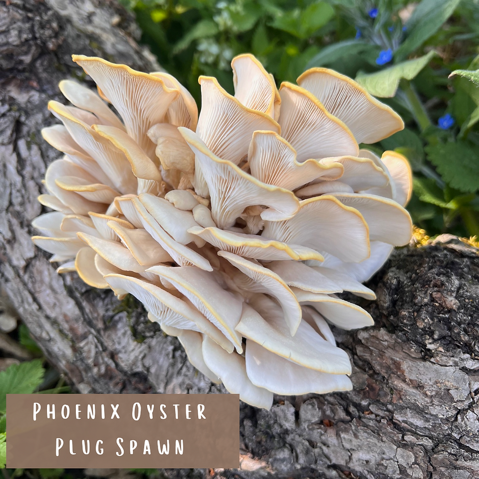 Grow phoenix oyster mushrooms from logs