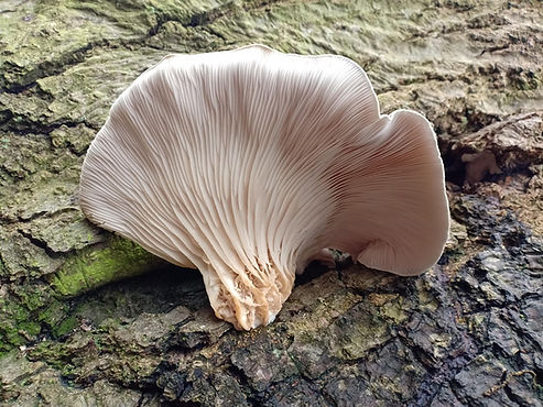 oyster-mushroom-4714615_1280_edited.jpg