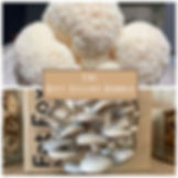 The Best Sellers Bundle (Lion's Mane & Blue Oyster)