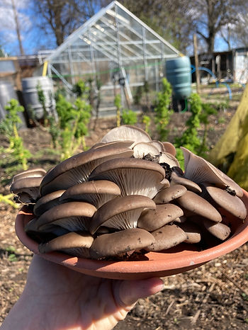 Outdoor mushroom kit oysters harvested