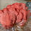 Thumbnail: Pink Oyster Mushroom Ready-To-Grow Kit
