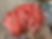 pink oyster gills.jpeg