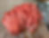 pink oyster gills.jpeg