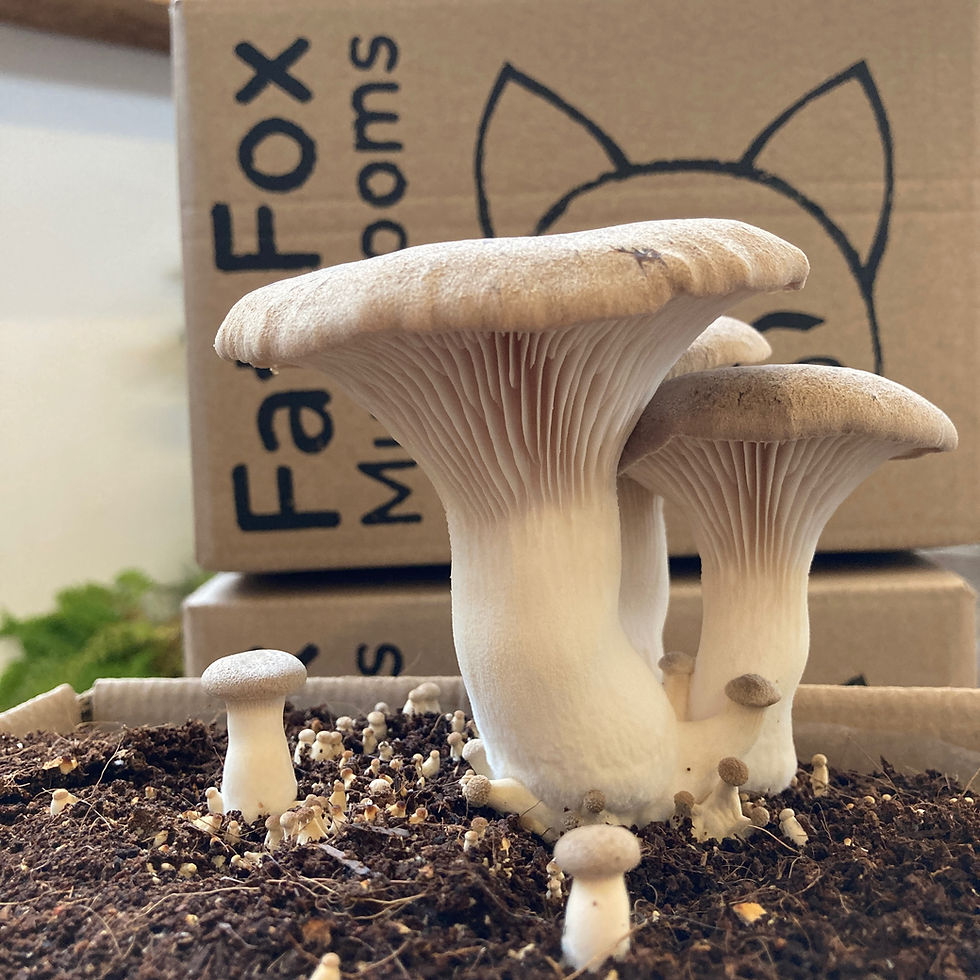 King Oyster Mushroom Growing Kit Fat Fox Mushrooms