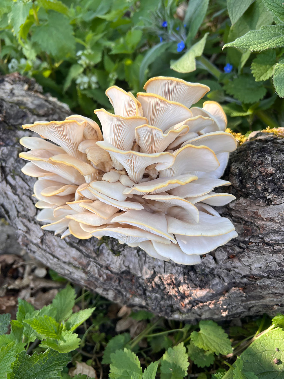 Phoenix Oysters growing from a log