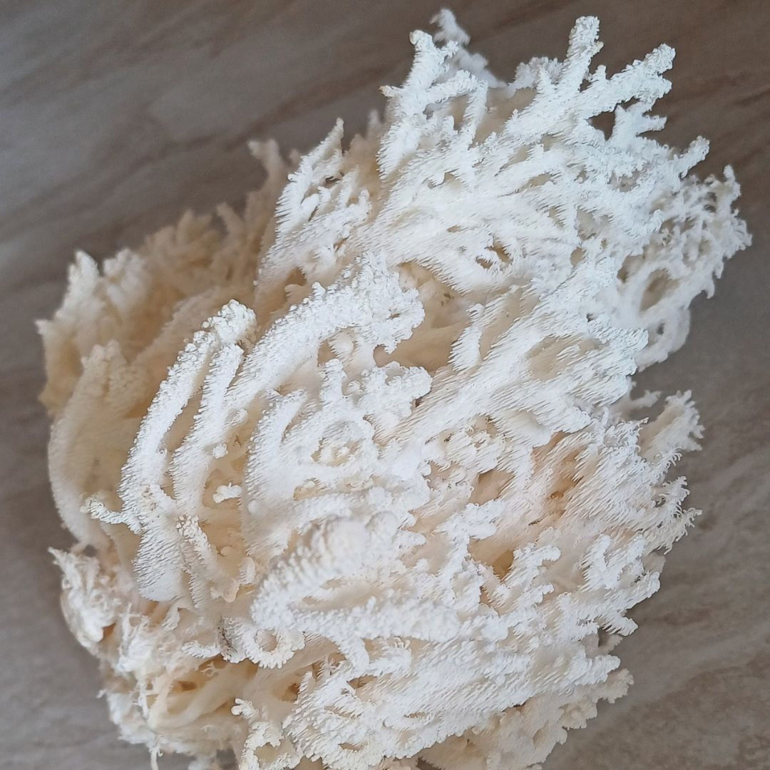 Coral Tooth Fungus Ready-To-Grow Kit