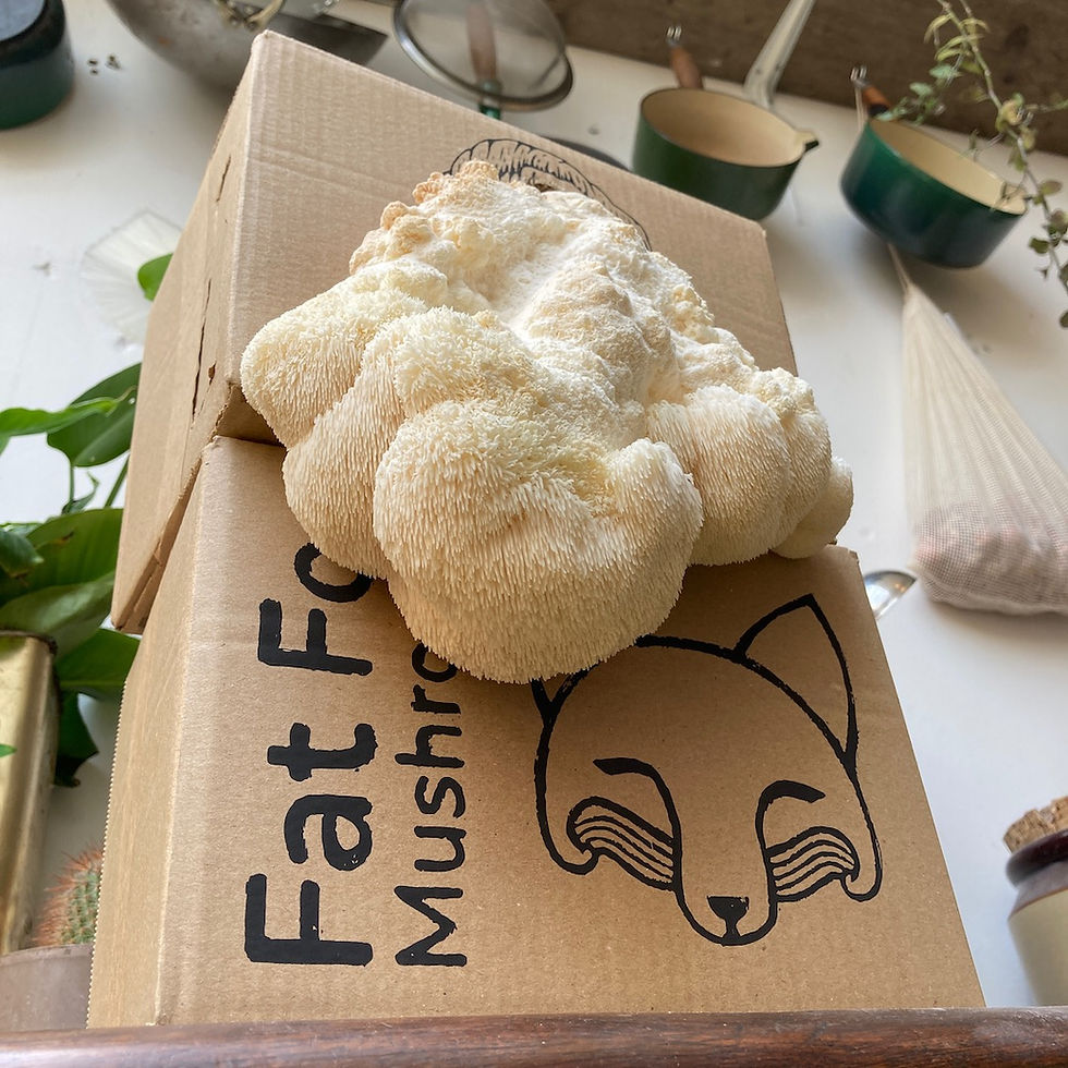 Thumbnail: Two Lion's Mane Mushroom Growing Kits with one large Lion's Mane Mushroom