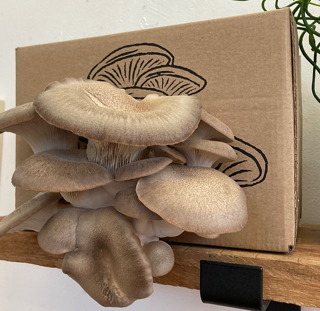 Black Pearl Mushroom Kit Instructions | Fat Fox Mushrooms