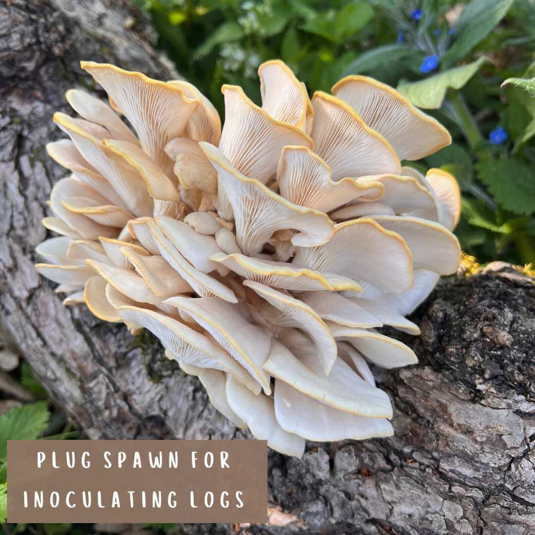 Phoenix Oyster (UK Native) Dowel/Plug Spawn Kit - For Log Cultivation