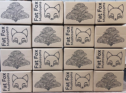 a row of Fat Fox mushroom gifts boxes.