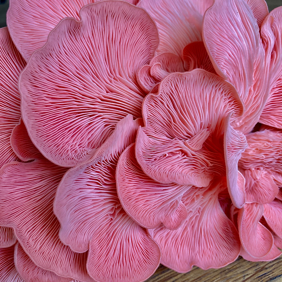 Thumbnail: Tea & Coffee Recycling Kit  - Oyster Mushroom Spawn