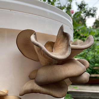 Oyster mushroom growng from a bucket outdoors.