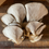 Thumbnail: Blue Oyster Mushroom Ready-To-Grow Kit