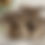 Thumbnail: Seasonal Mushroom Box