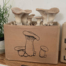 King Oyster Mushroom Ready-To-Grow Kit