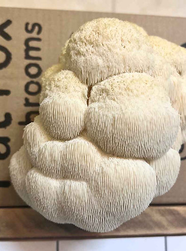 Lion's Mane Mushroom Ready-To-Grow Kit