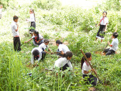 Tree Planting