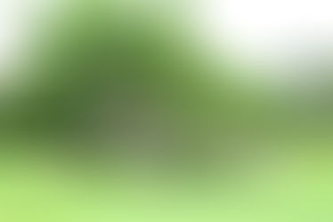 島生活 庭のびっくり落とし物