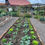 Miniaturbild: Gartenrundgang am So, 31.05.26 (13.00 - 15.00)