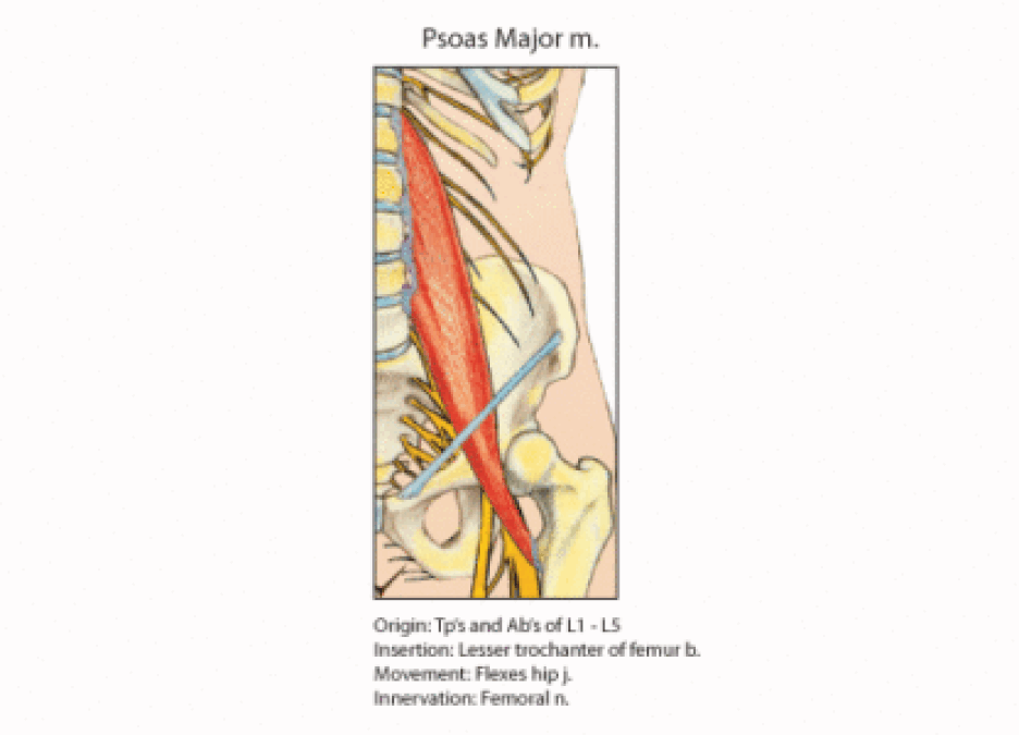 psoas-major-416x300.gif