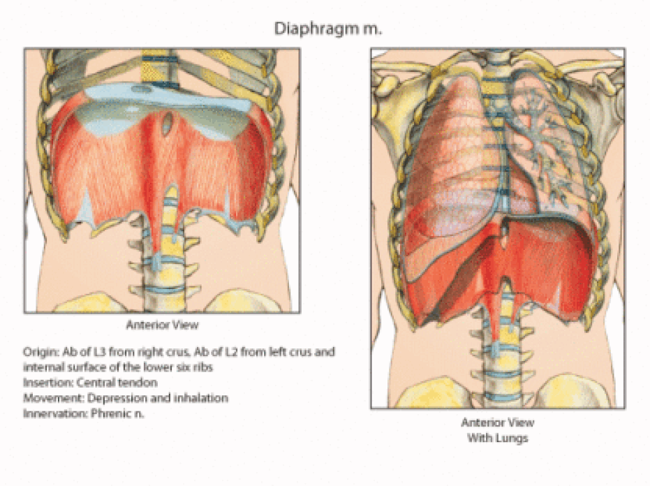 diaphragm-416x311.gif