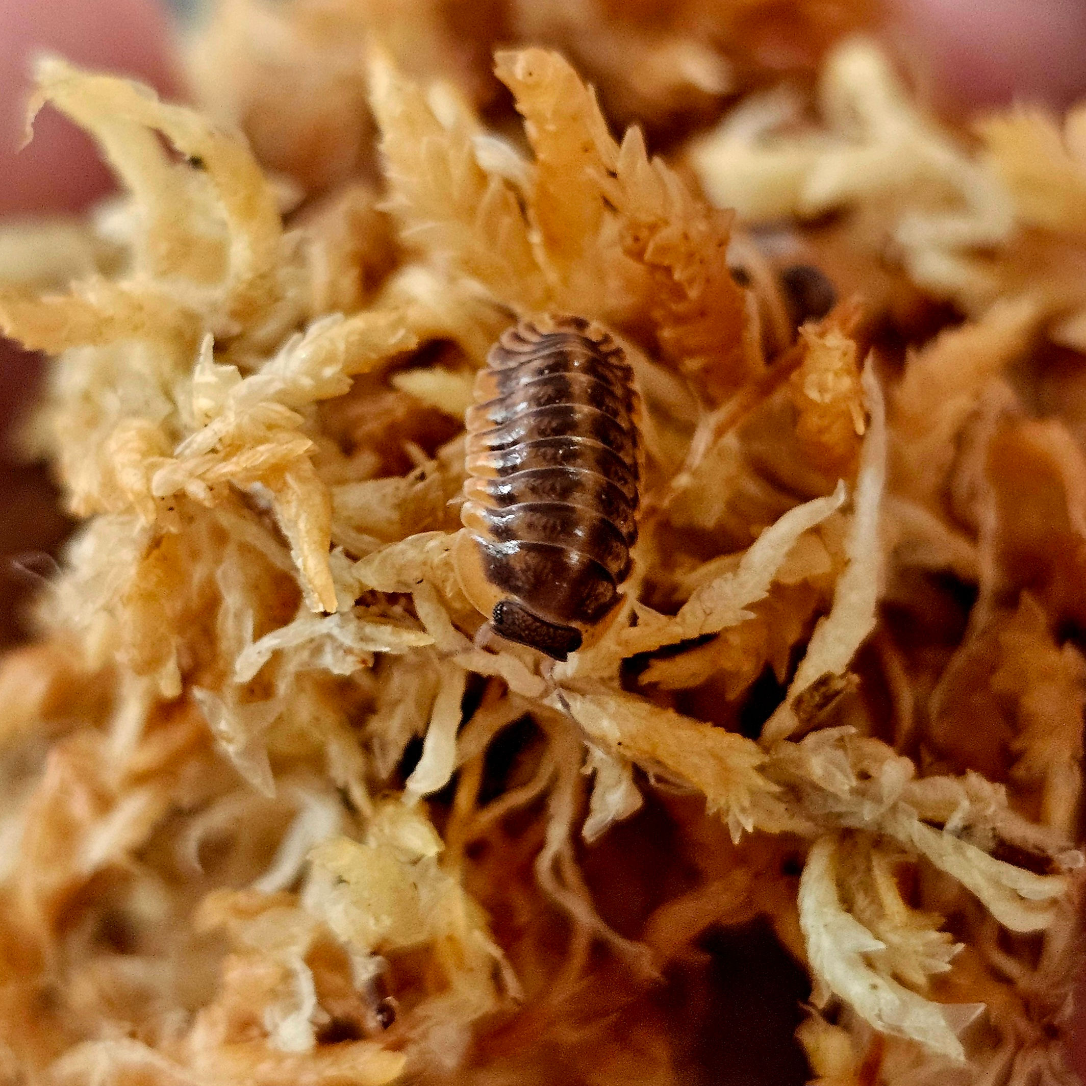 Red Tiger (Cubaris sp.)