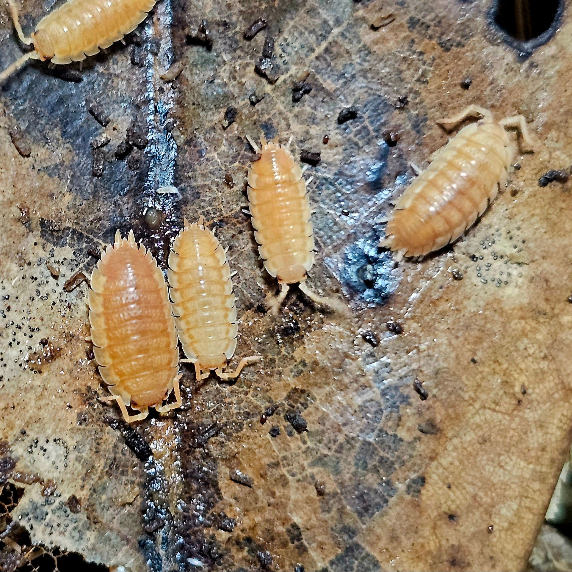 Spanish  Orange (Porcellio scaber)