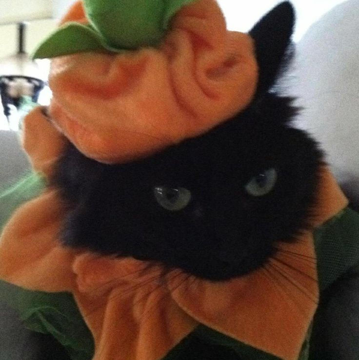 Cure Pumpkin Cat
