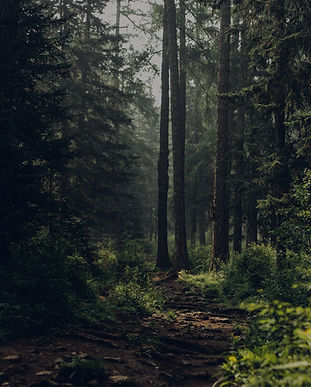 Forest during daytime_edited.jpg