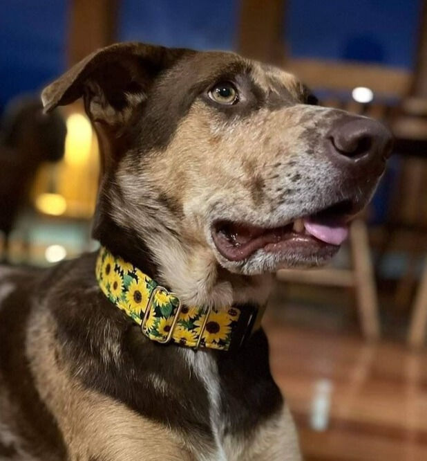 Thumbnail: Sunflower Dog Collar