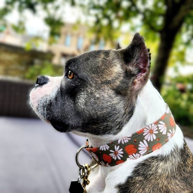 Thumbnail: Pitbull Wearing the Fall Pumpkin Daisy Dog Collar