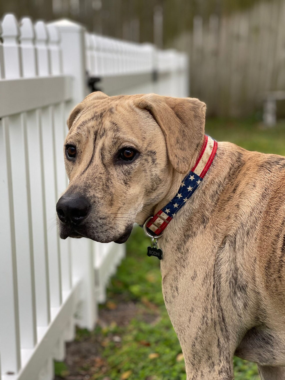 Thumbnail: Rustic Patriotic Dog Collar
