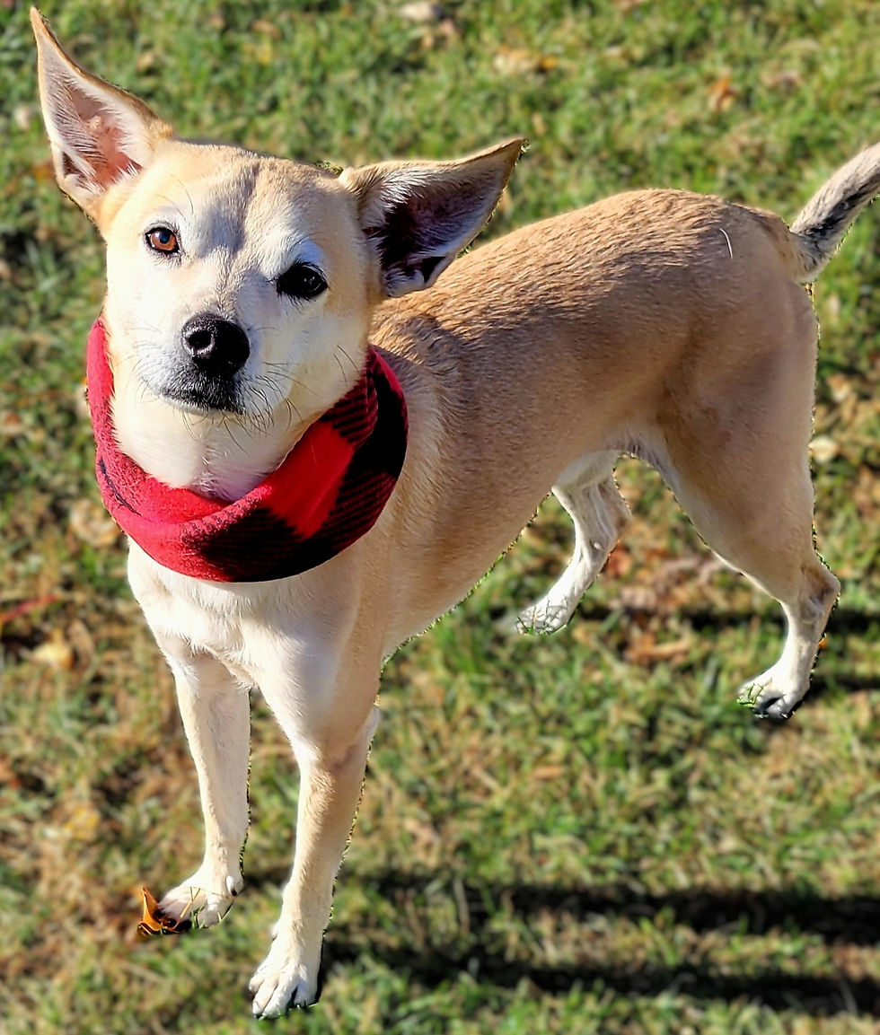 Flannel Fleece Infinity Dog Scarves