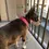 Thumbnail: Boxwood Pink Dog Collar