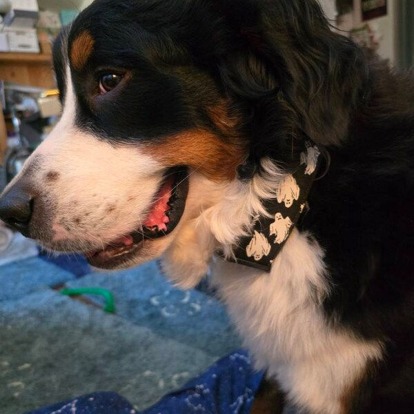 Thumbnail: Large Breed Dog Wearing the Glow In The Dark Ghost Halloween Dog Collar