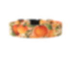 Oranges in Bloom Dog Collar