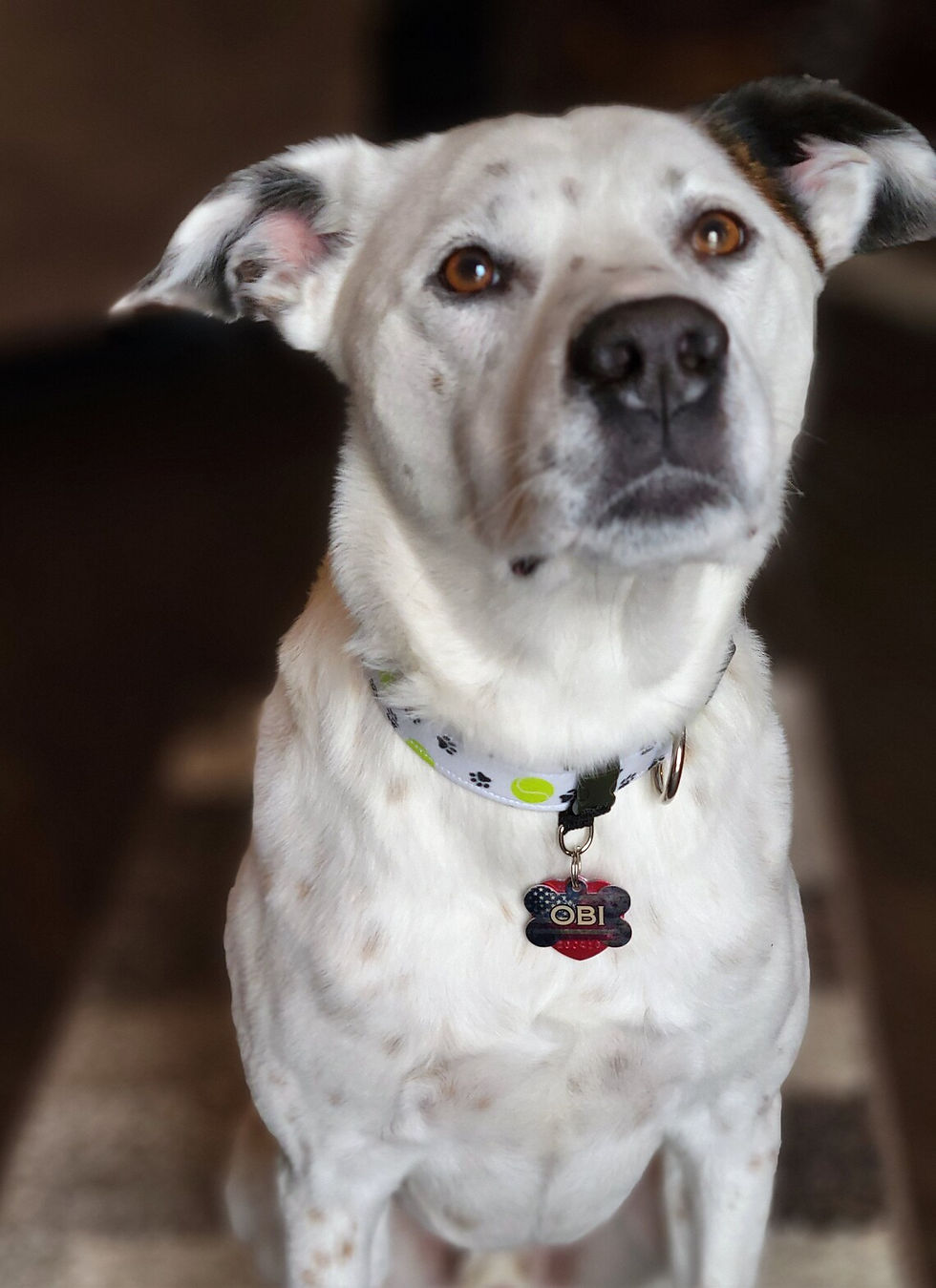 Thumbnail: Dog Collar Tag Holder