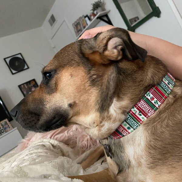 Thumbnail: Dog Wearing the Ugly Sweater Christmas Dog Collar