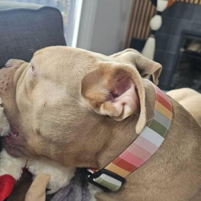 Pitbull dog wearing the muted rainbow dog collar