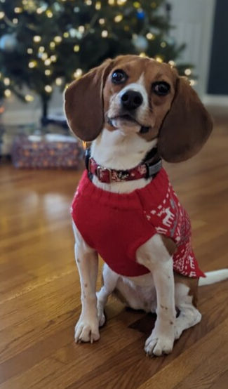 Thumbnail: Snowflake Christmas Dog Collar on a small breed dog