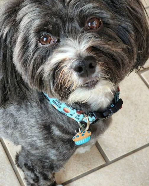 Thumbnail: Small breed dog wearing the stud muffin dog collar