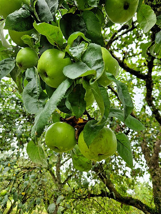 Äpfel grün hängen am Baum
