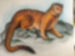 weasel
